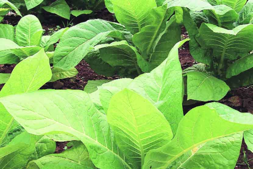 कुतूहल – तंबाखूतील जनुकबदल