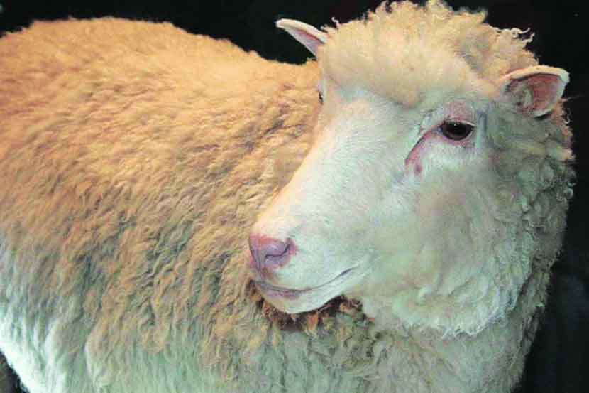 कुतूहल – डॉलीची गोष्ट