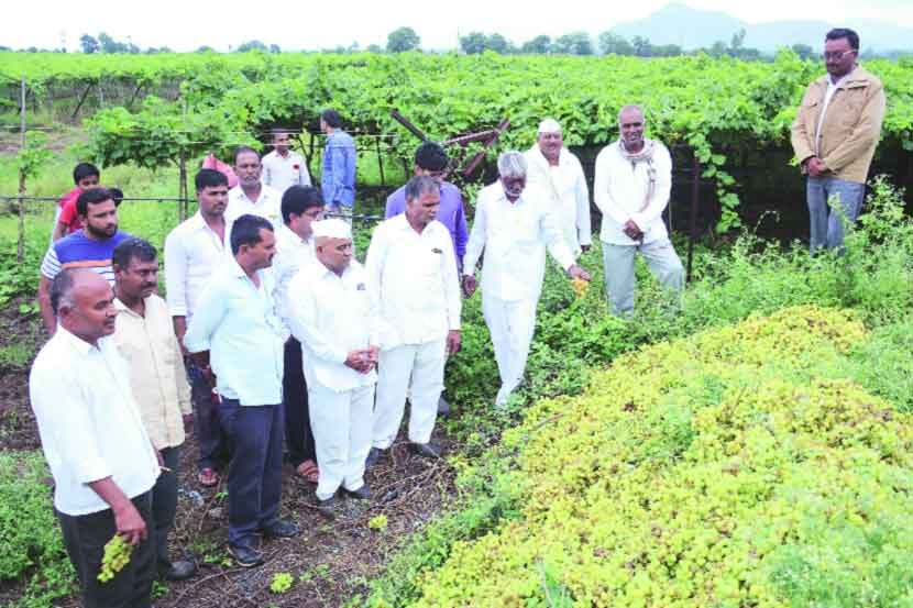 तळवाडे दिगर येथील शेतकरी मुरलीधर पवार यांच्या बागेतील द्राक्ष काढून बांदावर टाकून देण्यात आली. त्याची पाहणी करताना आ. दिलीप बोरसे.