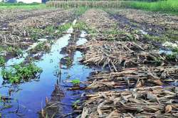 परतीच्या पावसाने शेती उद्ध्वस्त