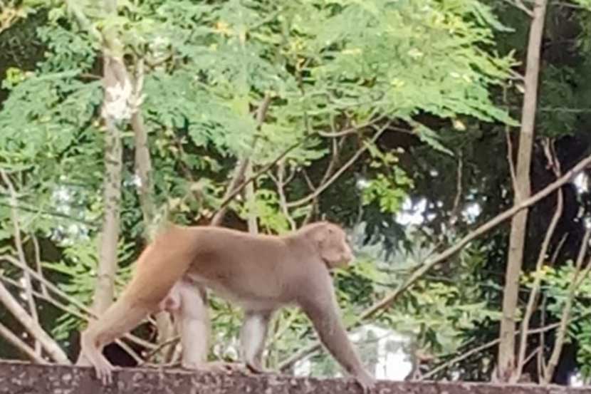 मान येथे माकडाचा उच्छाद