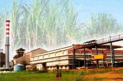 राज्यातील साखर उत्पादन निम्म्यावर