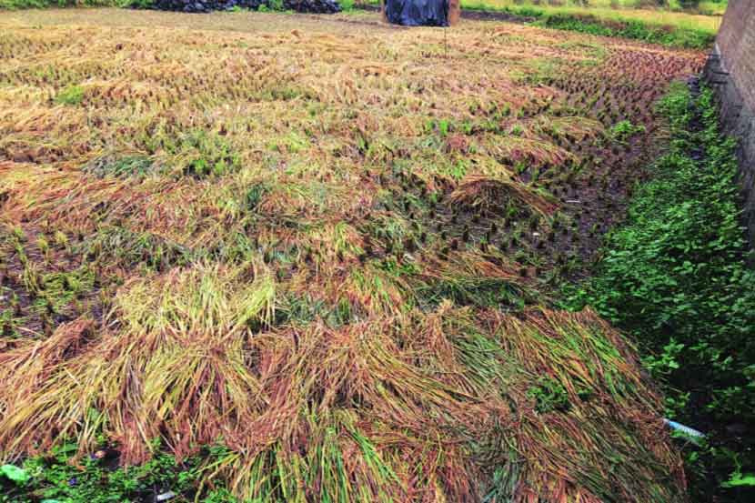 भातशेतीला पावसाचा दुहेरी फटका