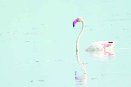 लोणार सरोवरात प्रथमच रोहित पक्ष्याचे आगमन
