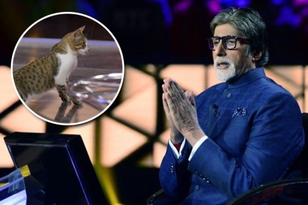 Photo : ‘केबीसी’च्या हॉट सीटवर मांजर?
