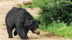 नांदेड : अस्वल पाहून शाळकरी मुलगा जीव वाचवण्यासाठी पळाला, पण…