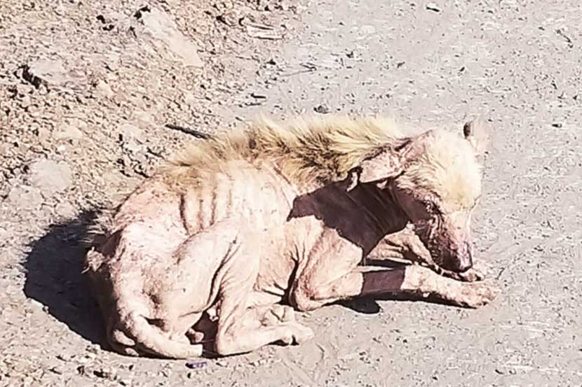 अपंग कुत्र्याला मारहाण करुन ठार केल्याने कवी प्रदीप यांच्या मुलीची पोलिसात तक्रार अपंग कुत्र्याला मारहाण करुन ठार केल्याने कवी प्रदीप यांच्या मुलीची पोलिसात तक्रार