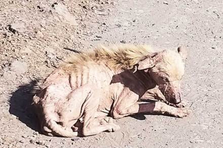 अपंग कुत्र्याला मारहाण करुन ठार केल्याने कवी प्रदीप यांच्या मुलीची पोलिसात तक्रार अपंग कुत्र्याला मारहाण करुन ठार केल्याने कवी प्रदीप यांच्या मुलीची पोलिसात तक्रार