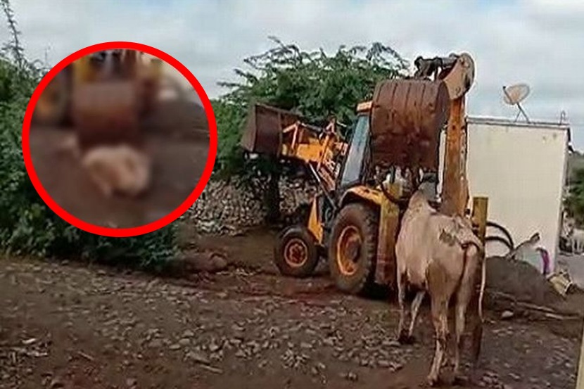 क्रूरतेचा कळस ! जेसेबी अंगावर चढवून बैलाची हत्या, इंदापूर तालुक्यातील धक्कादायक घटना