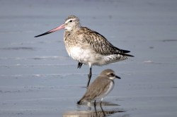 गोडवीट सारख्या छोट्या पक्षांकडून आपण बोध घेणार काय ?