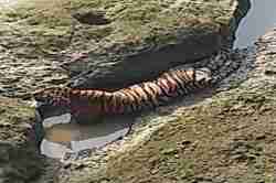 वाघाच्या मृत्यूमागे स्वयंसेवी संस्थेची मदत वन खात्याला भोवली?