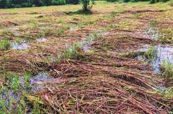 असा धिंगाणा अवेळी..