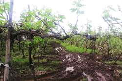 अवकाळीग्रस्तांना १० हजार कोटी