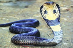 राज्यात सर्पदंशाच्या प्रमाणात वाढ