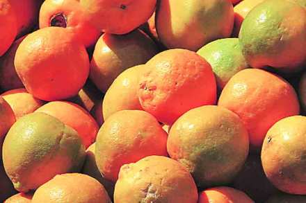 दररोज १०० टन संत्र्यांचे नुकसान दररोज १०० टन संत्र्यांचे नुकसान