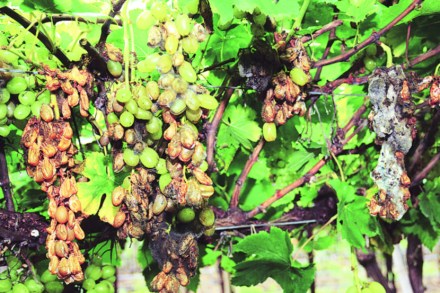 (संग्रहित छायाचित्र) (संग्रहित छायाचित्र)