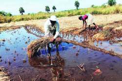 ठाणे, वसई, पालघरमध्ये भात आणि फुलशेतीला फटका