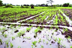 मराठवाडय़ातील ६३ टक्के शेती अतिवृष्टीने उद्ध्वस्त