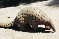 मध्यभारतात खवल्या मांजरांची सर्वाधिक शिकार