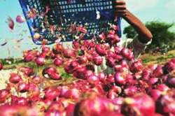नफा ना उत्पादकांना, ना व्यापाऱ्यांना