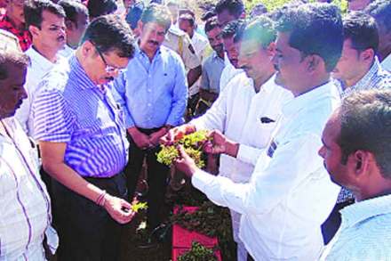 पंढरपूर तालुक्यातील कासेगाव येथे अतिपावसामुळे द्राक्ष पिकांच्या नुकसानीची पाहणी करताना डॉ. दीपक  म्हैसेकर, जिल्हाधिकारी डॉ. भोसले, प्रांताधिकारी सचिन ढोले. पंढरपूर तालुक्यातील कासेगाव येथे अतिपावसामुळे द्राक्ष पिकांच्या नुकसानीची पाहणी करताना डॉ. दीपक  म्हैसेकर, जिल्हाधिकारी डॉ. भोसले, प्रांताधिकारी सचिन ढोले.