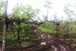 द्राक्ष उत्पादक खचला