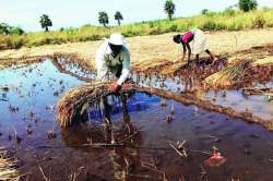 पुन्हा पाऊस, पुन्हा नुकसान!