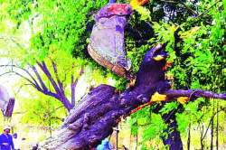 पर्यावरणाचे अर्थकारण समजून घ्यायला हवे!