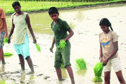 рд╕реГрдЬрдирд╛рдЪреНрдпрд╛ рдирд╡реНрдпрд╛ рд╡рд╛рдЯрд╛ : рдирд┐рд╕рд░реНрдЧрд╛рддрд▓реА рд╢рд╛рд│рд╛ : рдорд░реБрджрдо рдлрд╛рд░реНрдо рд╕реНрдХреВрд▓