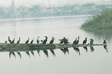 स्थलांतरित पक्ष्यांच्या प्रवासाचे नकाशे तीन वर्षांत स्थलांतरित पक्ष्यांच्या प्रवासाचे नकाशे तीन वर्षांत