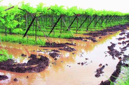 पिंपळगाव परिसरातील द्राक्षबागांची अवस्था. (छाया - यतीश भानू) पिंपळगाव परिसरातील द्राक्षबागांची अवस्था. (छाया - यतीश भानू)