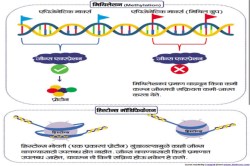 संज्ञा आणि संकल्पना : प्रकृती की परिस्थिती?
