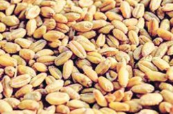 वातावरणातील बदलामुळे गव्हाला कीड