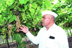 द्राक्ष बाग छाटणी वेळापत्रकात बदल