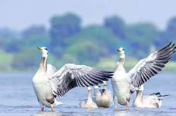 पक्ष्यांचे आगमन उशिराने..