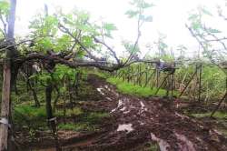 पावसाने झोडपल्यानंतर विमा योजनेची उपरती