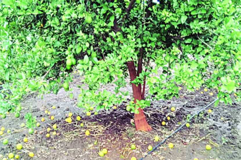 परतीच्या पावसामुळे फळबागांचेही नुकसान