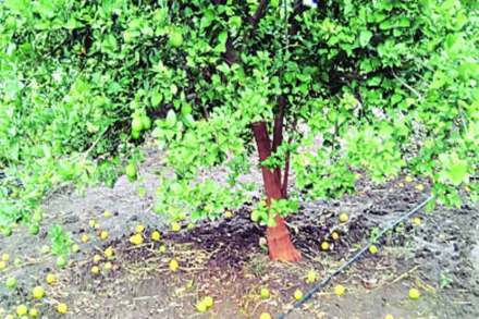 परतीच्या पावसामुळे फळबागांचेही नुकसान