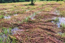 महाराष्ट्रातील अवकाळीग्रस्तांसाठी केंद्राकडून ६०० कोटींची अंतरिम मदत