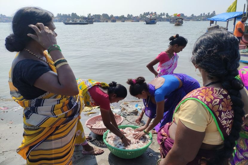 अवकाळी पावसामुळे कोळी बांधवांवर अवकळा, सुक्या मासळीचा उद्योग नासला अवकाळी पावसामुळे कोळी बांधवांवर अवकळा, सुक्या मासळीचा उद्योग नासला