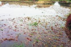 केंद्रीय पथक उद्या राज्याच्या दौऱ्यावर; अतिवृष्टीमुळे झालेल्या नुकसानीची करणार पाहणी