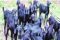 उस्मानाबादी शेळीला लवकरच ‘जीआय’ मानांकन