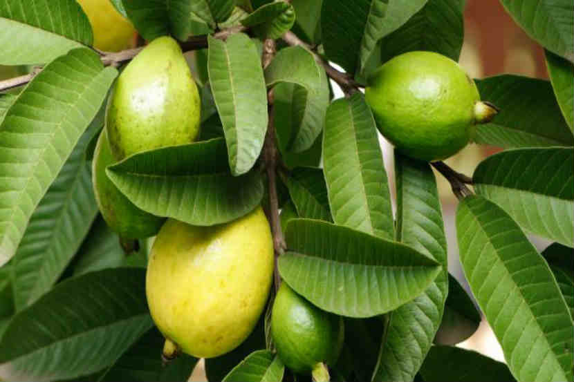पेरूइतकीच पेरूची पानेही गुणकारी, जाणून घ्या फायदे