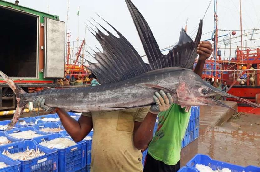 Marathi Fish मच्छिमाराच्या जाळ्यात अडकला ‘मयूरी मासा’, किंमत किती? - Marathi News ...