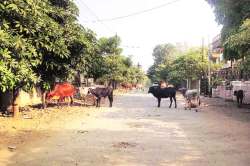 मोकाट जनावरांमुळे पिंपळगावकर हैराण