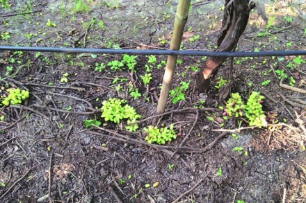 पावसामुळे फळांचा हंगाम महिनाभर लांबणीवर