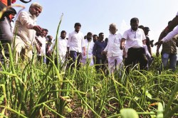 पिकांच्या नुकसानीच्या पाहणीसाठी राजकारण्यांचे दौरे