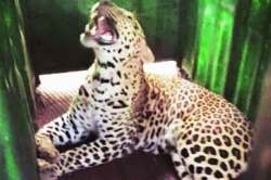 अखेर बिबटय़ा पिंजऱ्यात जेरबंद