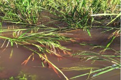 शेती सावरण्यासाठी शेतकऱ्यांकडून पुन्हा एकदा प्रयत्न