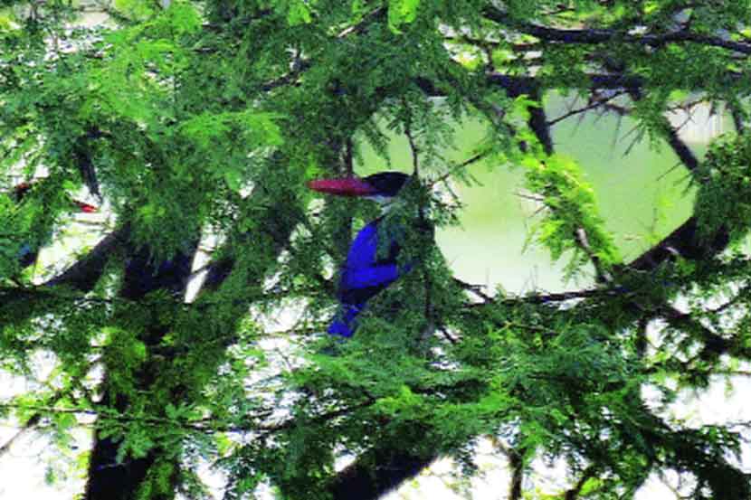 काळटोप खंडय़ाचे नांदूरमध्यमेश्वरमध्ये दर्शन 